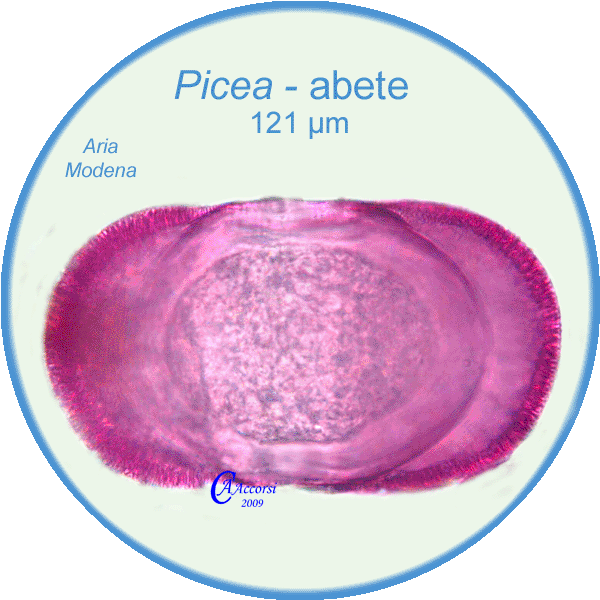 Picea-abete-Spruces-Polline-Pollen-Aria-Giugno-Modena-Pollenflora-AEROpalinologia-Foto-Carla-Alberta-Accorsi-600px