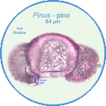 Pinus-pino-Pines-Polline-Pollen-Aria-Giugno-Modena-Pollenflora-AEROpalinologia-Foto-Carla-Alberta-Accorsi-150px