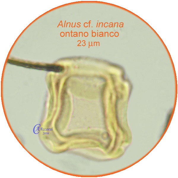 Alnus-incana-ontano-bianco-Grey-Alder-Polline-Pollen-Romano-Fossoli-Modena-Pollenflora-ARCHEOpalinologia-Foto-Carla-Alberta-Accorsi-600px