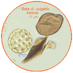 Beta-vulgaris-bietola-Beets-Pollen-Polline-Medioevo-Carpi-Pollenflora-ARCHEOpalinologia-Foto-Carla-Alberta-Accorsi-150px