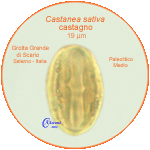 Castanea-sativa-castagno-comune-Sweet-Chestnut-pollen-polline-Paleolitico-Medio-Grotta-Grande-Scario-Pollenflora-ARCHEOpalinologia-Foto-Carla-Alberta-Accorsi-150px