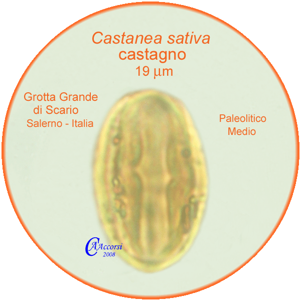 Castanea-sativa-castagno-comune-Sweet-Chestnut-pollen-polline-Paleolitico-Medio-Grotta-Grande-Scario-Pollenflora-ARCHEOpalinologia-Foto-Carla-Alberta-Accorsi-600px