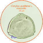 Corylus-avellana-nocciolo-Hazel-Pollen-Polline-Medioevo-Carpi-Pollenflora-ARCHEOpalinologia-Foto-Carla-Alberta-Accorsi-150px