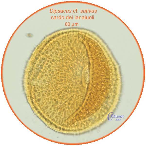 Dipsacus-sativus-cardo-dei-lanaiuoli-Fuller's-Teasel-pollen-polline-Medioevo-Carpi-Pollenflora-ARCHEOpalinologia-Foto-Carla-Alberta-Accorsi-600px