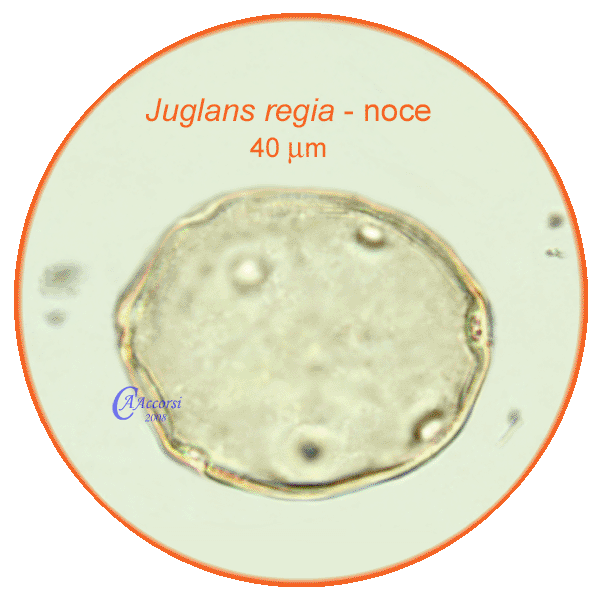 Juglans-regia-noce-comune-Walnut-pollen-polline-Medioevo-Carpi-Pollenflora-ARCHEOpalinologia-Foto-Carla-Alberta-Accorsi-600px