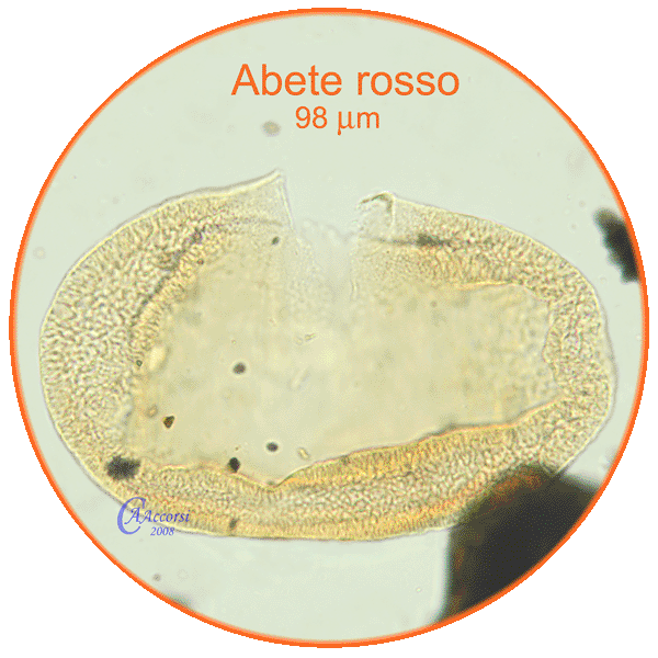 Picea-excelsa-abete-rosso-Norway-Spruce-pollen-polline-Medioevo-Carpi-Pollenflora-ARCHEOpalinologia-Foto-Carla-Alberta-Accorsi-600p