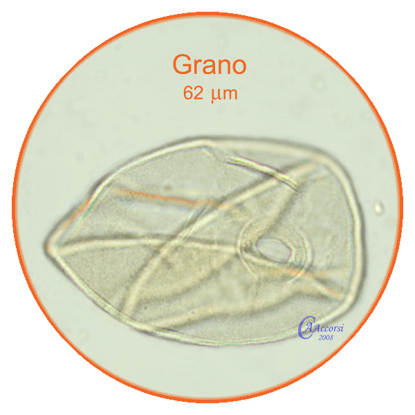 Triticum-grano-Wheats-pollen-polline-Medioevo-Carpi-Pollenflora-ARCHEOpalinologia-Foto-Carla-Alberta-Accorsi-600px