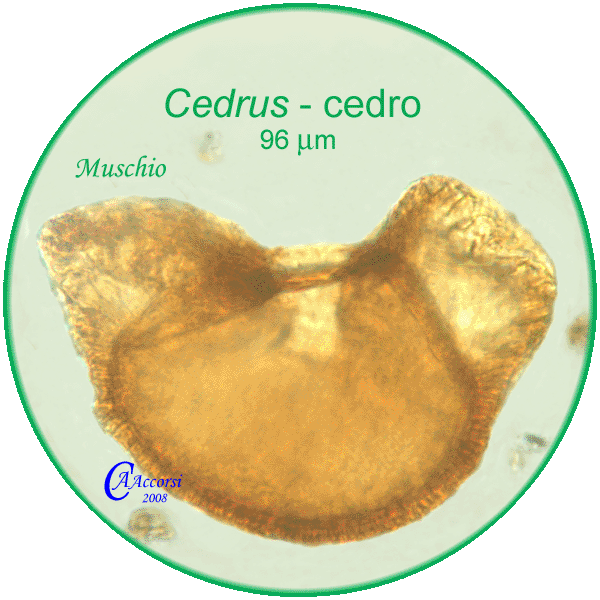 Cedrus-cedro-Cedars-polline-pollen-Muschio-Carpi-Pollenflora-BRIOpalinologia-Foto-Carla-Alberta-Accorsi-600px