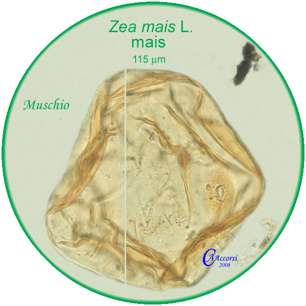 Zea-mais-mais-Maize-polline-pollen-Muschio-Carpi-Pollenflora-BRIOpalinologia-Foto-Carla-Alberta-Accorsi-600px