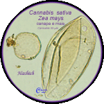 Cannabis-sativa(con-Zea-mais)-canapa(con-mais)-Hemp(with-maize)-Polline-Pollen-Hashish-Pollenflora-CRIMINOpalinologia-Foto-Carla-Alberta-Accorsi-150px