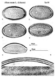 Allium-roseum-aglio-roseo-Rosy-Garlic-Polline-Pollen-Pollenflora-Flora-Palinologica-Italiana-Scheda-Sm90-De-Leonardis-et-Al-1984-150px