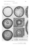Arundo-plinii-canna-del-Reno-False-Reed-Polline-Pollen-Pollenflora-Flora-Palinologica-Italiana-Scheda-S43-Accorsi-e-Forlani-1976-150px