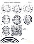 Borago-officinalis-borragine-comune-Borage-Polline-Pollen-Pollenflora-Flora-Palinologica-Italiana-Scheda-Sm83-De-Leonardis-et-Al-1984-150px