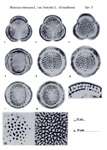 Brassica-oleracea-var.-botrytis-broccoli-Broccoli-Polline-Pollen-Pollenflora-Flora-Palinologica-Italiana-Scheda-Smc3-Zizza-et-Al-1985-150px