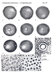 Campanula-dichotoma-campanula-dicotoma-Polline-Pollen-Pollenflora-Flora-Palinologica-Italiana-Scheda-Sm87-De-Leonardis-et-Al-1984-150px