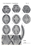 Cercis-siliquastrum-albero-di Giuda-Judas-tree-polline-pollen-Pollenflora-Flora-Palinologica-Italiana-Scheda-Smc14-Zizza-et-Al-1985-150px