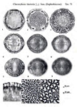 Chrozophora-tinctoria-tornasole-comune-Turn-sole-Polline-Pollen-Pollenflora-Flora-Palinologica-Italiana-Scheda-Sm71-De-Leonardis-et-Al-1984-150px