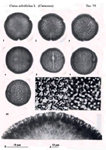 Cistus-salvifolius-cisto-femmina-Polline-Pollen-Pollenflora-Flora-Palinologica-Italiana-Scheda-S71-De -Leonardis-et-Al-1984-150px