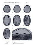 Cydonia-oblonga-cotogno-Quince-polline-pollen-Pollenflora-Flora-Palinologica-Italiana-Scheda-Smc14-Zizza-et-Al-1985-150px