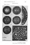 Daphne-laureola-daphne-laurella-Spurge-laurel-Polline-Pollen-Pollenflora-Flora-Palinologica-Italiana-Scheda-S49-Accorsi-e-Forlani-1976-150px
