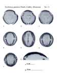 Eryobotrya-japonica-nespolo-del-Giappone-Japanese-Loquat-polline-pollen-Pollenflora-Flora-Palinologica-Italiana-Scheda-Smc11-Zizza-et-Al-1985-150px
