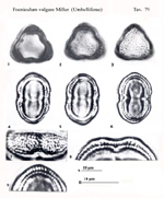 Foeniculum-vulgare-finocchio-comune-Fennel-Polline-Pollen-Pollenflora-Flora-Palinologica-Italiana-Scheda-Sm79-De-Leonardis-et-Al-1984-150px