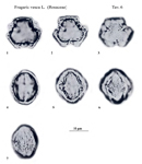 Fragaria-vesca-fragola-comune-Wild-Strawberry-polline-pollen-Pollenflora-Flora-Palinologica-Italiana-Scheda-Smc6-Zizza-et-Al-1985-150px