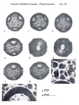 Fumaria-flabellata-fumaria a ventaglio-Polline-Pollen-Pollenflora-Flora-Palinologica-Italiana-Scheda-Sm66-De-Leonardis-et-Al-1984-150px
