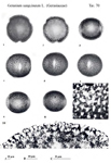 Geranium-sanguineum-geranio-sanguigno-Bloody-Crane's-Bills-Polline-Pollen-Pollenflora-Flora-Palinologica-Italiana-Scheda-Sm70-De-Leonardis-et-Al-1984-150px