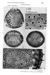 Lonicera-xylosteum-caprifoglio-peloso-Honeysuckle-Polline-Pollen-Pollenflora-Flora-Palinologica-Italiana-Scheda-S42-Accorsi-e-Forlani-1976-150px