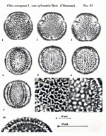 Olea-europaea-var.-sylvestris-Brot.-oleastro-Wild-Olive-Polline-Pollen-Pollenflora-Flora-Palinologica-Italiana-Scheda-S82-De -Leonardis-et-Al-1984-150px