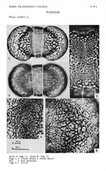 Pinus-cembra-pino-cembro-Swiss-Stone-Pine-Polline-Pollen-Pollenflora-Flora-Palinologica-Italiana-Scheda-S75a-Accorsi-et-Al-1978-150px