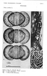 Pinus-cembra-pino-cembro-Swiss-Stone-Pine-Polline-Pollen-Pollenflora-Flora-Palinologica-Italiana-Scheda-S75b-Accorsi-et-Al-1978-150px