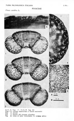 Pinus-cembra-pino-cembro-Swiss-Stone-Pine-Polline-Pollen-Pollenflora-Flora-Palinologica-Italiana-Scheda-S75c-Accorsi-et-Al-1978-150px