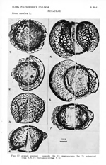 Pinus-cembra-pino-cembro-Swiss-Stone-Pine-Polline-Pollen-Pollenflora-Flora-Palinologica-Italiana-Scheda-S75d-Accorsi-et-Al-1978-150px