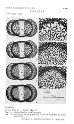 Pinus-mugo-pino-mugo-Dwarf-Mountain-Pine-Polline-Pollen-Pollenflora-Flora-Palinologica-Italiana-Scheda-S73a-Accorsi-et-Al-1983-150px