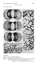 Pinus-nigra-pino-nero-Austrian-Pine-Polline-Pollen-Pollenflora-Flora-Palinologica-Italiana-Scheda-S74a-Accorsi-et-Al-1983-150px