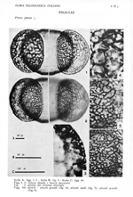 Pinus-pinea-pino-domestico-Umbrella-Pine-Polline-Pollen-Pollenflora-Flora-Palinologica-Italiana-Scheda-S72a-Accorsi-et-Al-1978-150px