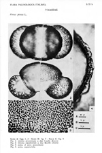 Pinus-pinea-pino-domestico-Umbrella-Pine-Polline-Pollen-Pollenflora-Flora-Palinologica-Italiana-Scheda-S72b-Accorsi-et-Al-1978-150px