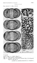 Pinus-sylestris-subsp.-sylvestris-pino-silvestre-subsp.-silvestre-Scots-Pine-Polline-Pollen-Pollenflora-Flora-Palinologica-Italiana-Scheda-S74a-Accorsi-et-Al-1983-150px