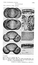 Pinus-sylestris-subsp.-sylvestris-pino-silvestre-subsp.-silvestre-Scots-Pine-Polline-Pollen-Pollenflora-Flora-Palinologica-Italiana-Scheda-S74b-Accorsi-et-Al-1983-150px