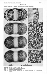 Pinus-sylestris-subsp.-sylvestris-ecotipo-emiliano-pino-silvestre-subsp.-silvestre-ecotipo-emiliano-Polline-Pollen-Pollenflora-Flora-Palinologica-Italiana-Scheda-S56a-Accorsi-et-Al-1983-150px