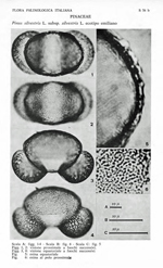 Pinus-sylestris-subsp.-sylvestris-ecotipo-emiliano-pino-silvestre-subsp.-silvestre-ecotipo-emiliano-Polline-Pollen-Pollenflora-Flora-Palinologica-Italiana-Scheda-S56b-Accorsi-et-Al-1978-150px