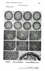 Plantago-major-L.-plantago-maggiore-Greater-Plantain-Polline-Pollen-Pollenflora-Flora-Palinologica-Italiana-Scheda-S46-Accorsi-e-Forlani-1976-150px