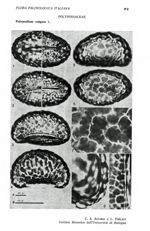 Polypodium-vulgare-L.-polipodio-comune-Polypody-Polline-Pollen-Pollenflora-Flora-Palinologica-Italiana-Scheda-P4-Accorsi-e-Forlani-1976-150px