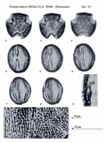 Prunus-dulcis-(Miller)-D.A.Webb-mandorlo-Almond-polline-pollen-Pollenflora-Flora-Palinologica-Italiana-Scheda-Smc13-Zizza-et-Al-1985-150px