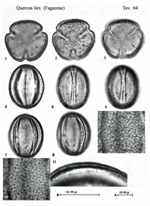 Quercus-ilex-L.-leccio-Evergreen Oak-Polline-Pollen-Pollenflora-Flora-Palinologica-Italiana-Scheda-S64-De -Leonardis-et-Al-1984-150px
