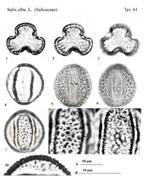 Salix-alba-L.-salice-comune-White-Willows-Polline-Pollen-Pollenflora-Flora-Palinologica-Italiana-Scheda-S61-De -Leonardis-et-Al-1984-150px