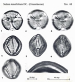 Sedum-tenuifolium-DC.-borracina-guainata-Polline-Pollen-Pollenflora-Flora-Palinologica-Italiana-Scheda-S68-De -Leonardis-et-Al-1984-150px