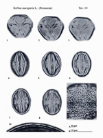 Sorbus-domestica-L.-sorbo-comune-Service-tree-polline-pollen-Pollenflora-Flora-Palinologica-Italiana-Scheda-Smc10-Zizza-et-Al-1985-150px